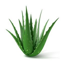 Aloe vera feuilles